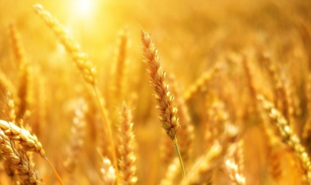 Bayer Ελλάς: Ποιοτικότερη αγροτική παραγωγή, χρησιμοποιώντας λιγότερα