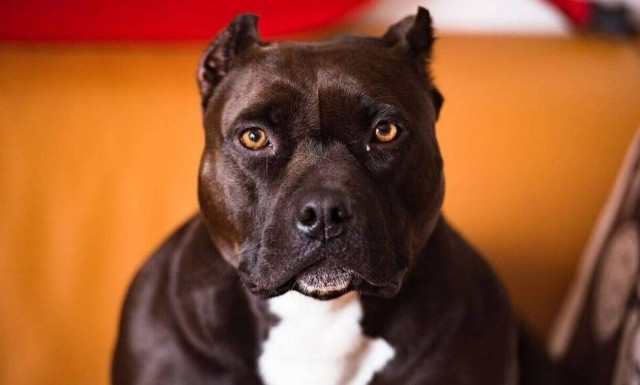 Πάτρα: Πιτ μπουλ επιτέθηκε σε 10χρονο που βγήκε να πει τα κάλαντα