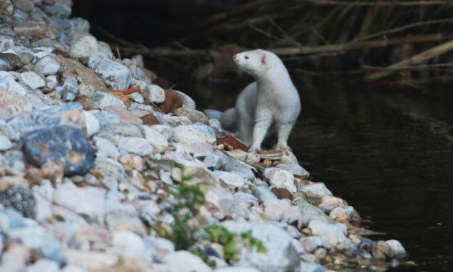 Σπάνιες εικόνες: Μινκ εμφανίστηκε στον Κηφισό