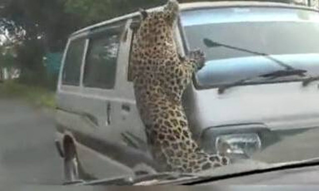 Iνδία: Λεοπάρδαλη επιτέθηκε σε πανεπιστημιούπολη – 15 τραυματίες (vid)