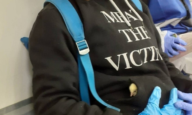 Ισραήλ:Εισβολή ακτιβιστών σε φάρμα για διάσωση ζώων και πως το πέτυχαν