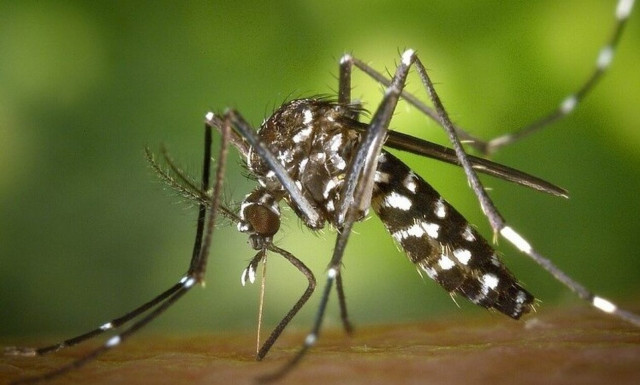 Εντοπίστηκε στην κατεχόμενη Κερύνεια το ασιατικό κουνούπι τίγρης