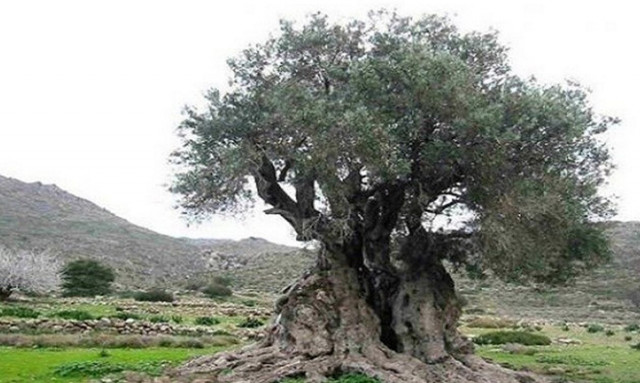 Ρέθυμνο: Ο μοναδικός αρχαίος ελαιώνας με τις πελώριες ελιές