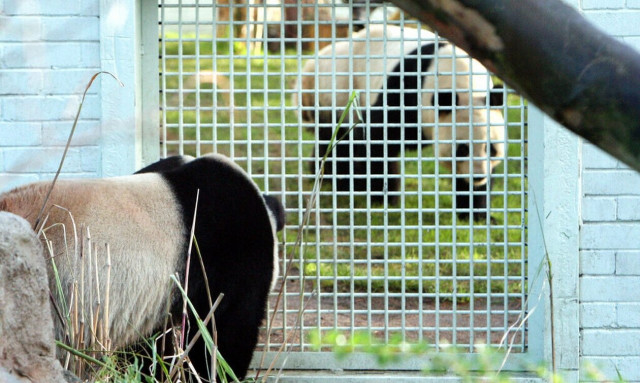 Αγγλία: Το μοναδικό ζευγάρι πάντα επιστρέφει στην Κίνα χωρίς απογόνους
