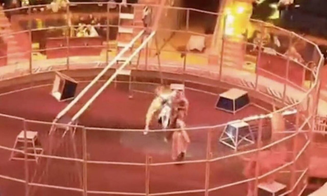 Ρωσία: Η σοκαριστική στιγμή που λιοντάρι επιτίθεται σε θηριοδαμαστή