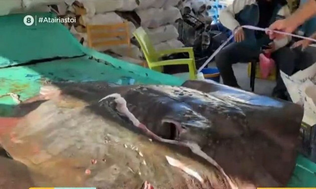 Άνδρος: Ψάρεψαν τεράστιο σαλάχι -Ζυγίζει 200 κιλά και έχει μήκος 1,70