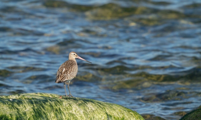 Λιμόζα κατέρριψε ρεκόρ Γκίνες πετώντας από την Αλάσκα στην Αυστραλία