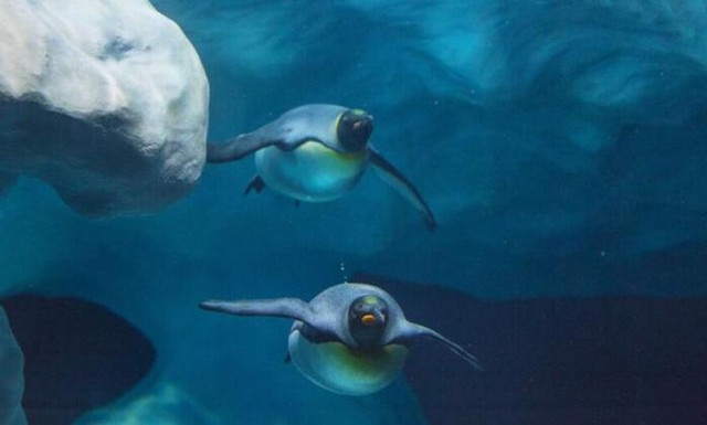 Βουλγαρία: Το πρώτο επισκέψιμο ενυδρείο πάγου στο Πλοβντίβ