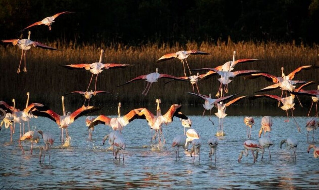 Φθιώτιδα: Τα φλαμίγκο βγήκαν στο Ασπρονέρι - Εντυπωσιακές εικόνες