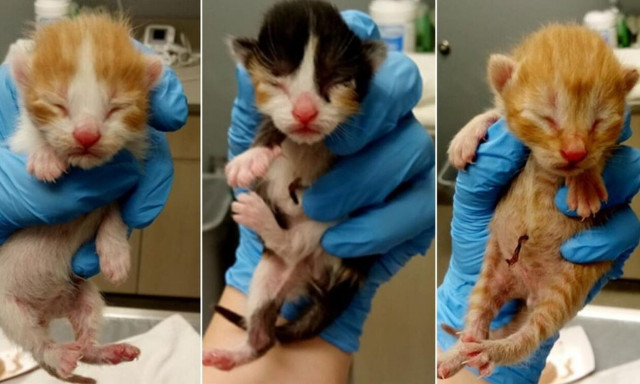 Frontier Airlines: Δωρεάν πτήση σε όσους υιοθετήσουν ένα γατάκι