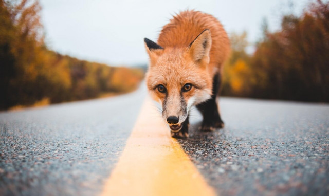 Θεσσαλονίκη: Αλεπού «έκοβε» βόλτες σε κατοικημένη περιοχή