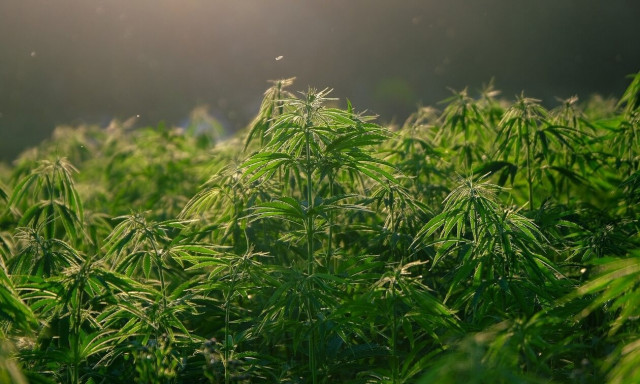 Βρετανία: Συνελήφθη άνδρας που είχε μετατρέψει το σπίτι του σε «φάρμα» κάνναβης