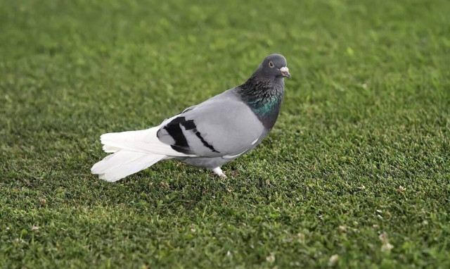 Καναδάς: Συνέλαβαν... περιστέρι - Κουβαλούσε μεθαμφεταμίνη σε φυλακή