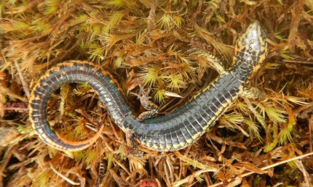 Περού: Ανακαλύφθηκε νέο είδος σαύρας