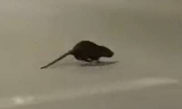 Αλεξανδρούπολη: Τεράστιο τρωκτικό αναστατώνει τους κατοίκους