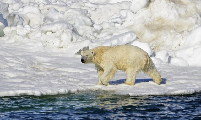 ΗΠΑ: Πολική αρκούδα επιτέθηκε και σκότωσε μια γυναίκα και ένα αγόρι στην Αλάσκα