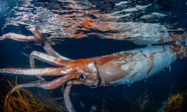 Ιαπωνία: Δύτες κατέγραψαν σε βίντεο γιγάντιο καλαμάρι - Δείτε τις εντυπωσιακές εικόνες