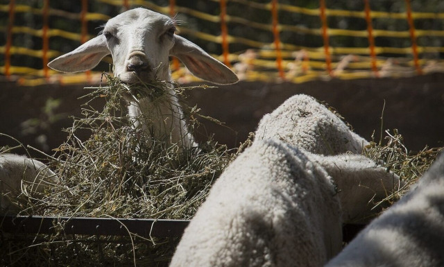ΟΠΕΚΕΠΕ: Ο προσωρινός πίνακας με τους δικαιούχους ενίσχυσης για τις ζωοτροφές