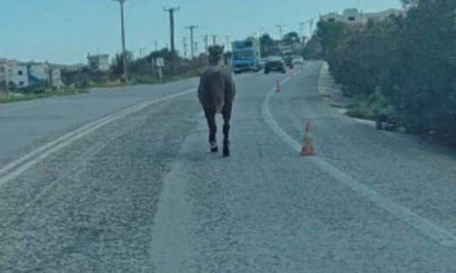 Απίστευτη εικόνα στο Ρέθυμνο – Άλογο κάλπαζε στον ΒΟΑΚ