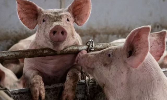 Χονγκ Κονγκ: Γουρούνι σκότωσε κρεοπώλη την ώρα που προσπαθούσε να το σφάξει