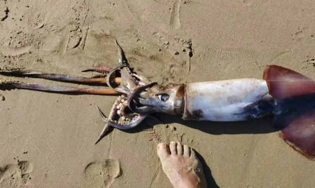 Κρήτη: Νεκρό εντοπίστηκε τεράστιο θράψαλο σε παραλία