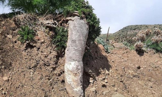 Ρέθυμνο: Το απίστευτο εύρημα ενός εκσκαφέα – Άφωνοι έμειναν οι περαστικοί