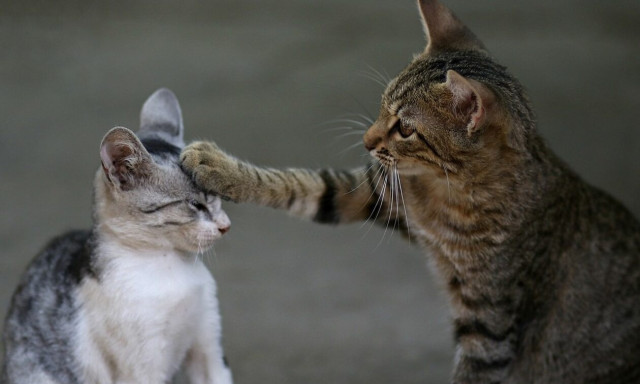 Νέα μελέτη για τη συμπεριφορά των γατών: Όταν τσακώνονται το... εννοούν, ή παίζουν;