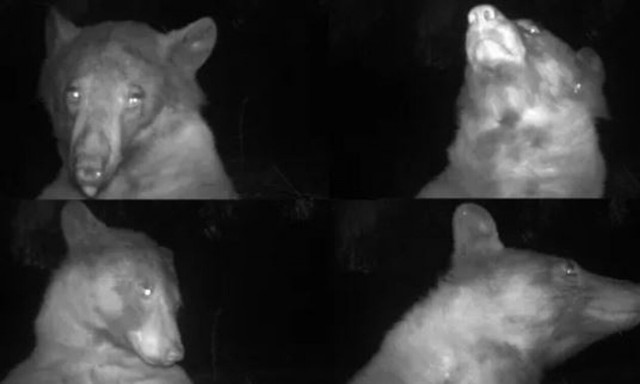 ΗΠΑ: Φωτογενής αρκούδα βγάζει 400 «selfies» και γίνεται viral
