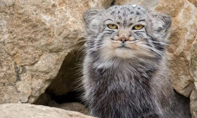 Έβερεστ: Ανακαλύφθηκε νέο είδος γάτας στην «κορυφή του κόσμου» - Oι σπάνιες ορεσίβιες...γκρινιάρες