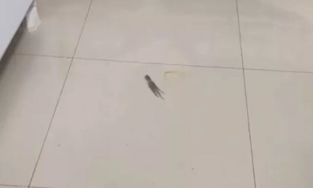 Απίστευτο βίντεο: Χταπόδι κολυμπάει μέσα σε σπίτι στην Καλιφόρνια