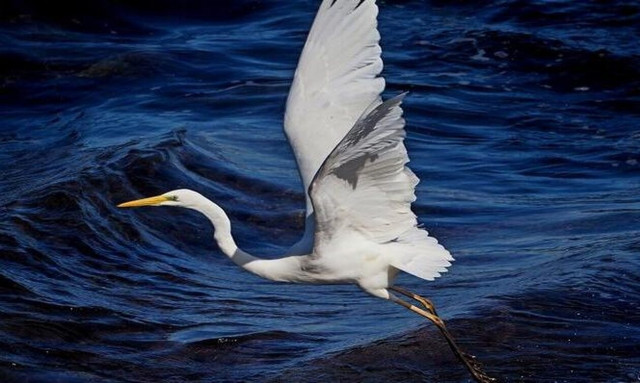 Κρήτη: Ένας πανέμορφος ερωδιός έκανε την εμφάνισή του στο Ηράκλειο