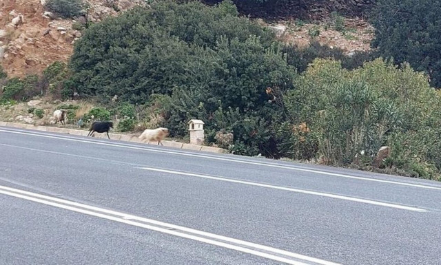 Κρήτη: ΒΟΑΚ, ή αλλιώς, απέραντο βοσκοτόπι!