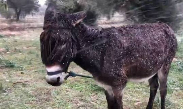 Παιανία: Άφησαν γαϊδουράκι έξω στον χιονιά (vid)