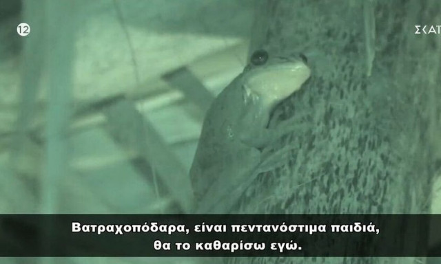 Survivor All Star: Βάτραχος εμφανίστηκε στην Κόκκινη καλύβα - «Ποιος ψηφίζει να το φάμε;»