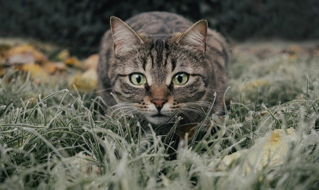 «Επικήρυξαν» άγνωστο που σκοτώνει γάτες στην Παλλήνη