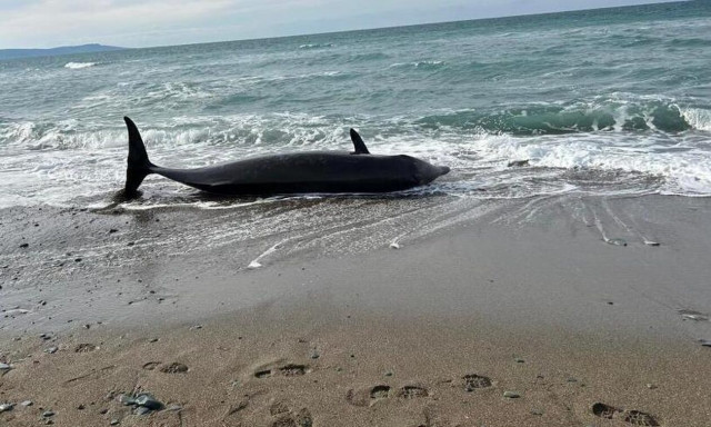 Κύπρος: Τι φταίει για τους μαζικούς εκβρασμούς φαλαινών στα παράλια