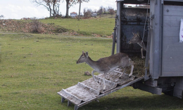 Βουλγαρία: Περισσότερα από 100 ελάφια απελευθερώθηκαν στην Ανατολική Ροδόπη τους τελευταίους μήνες