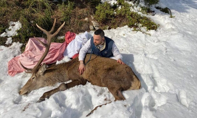 Τραυματισμένο ελάφι βρήκε καταφύγιο σε αυλή σπιτιού στην Ιπποκράτειο Πολιτεία