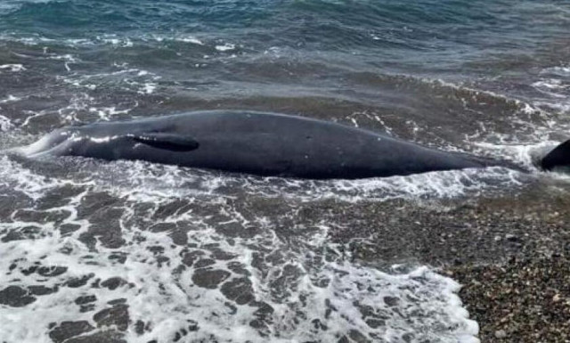 Κύπρος: Ακόμα μία νεκρή φάλαινα - Μυστήριο παραμένει ο λόγος θανάτου
