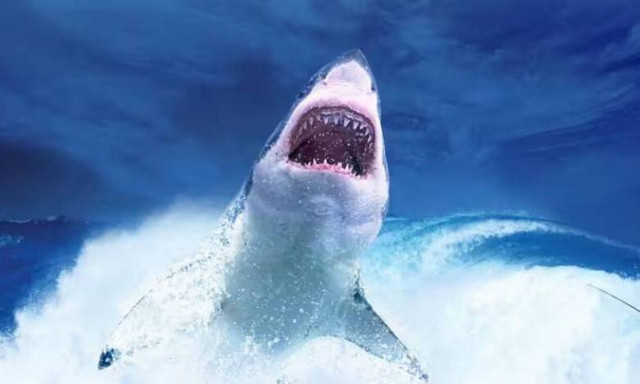 Φονική επίθεση καρχαρία στην Αυστραλία