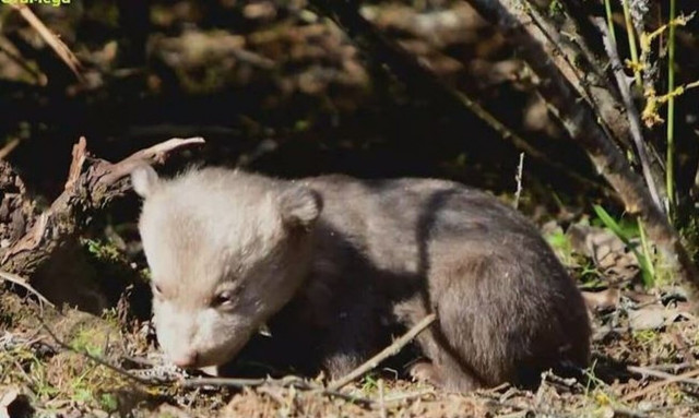 Καστοριά: Δύο νεογέννητα αρκουδάκια εντοπίστηκαν σε χωράφι