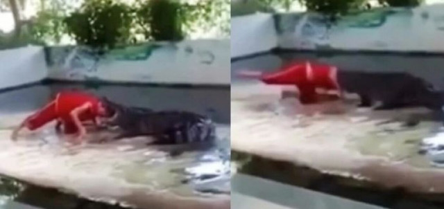 Ζωοφύλακας στη Ταϊλάνδη τοποθέτησε το κεφάλι μέσα στο στόμα του κροκόδειλου