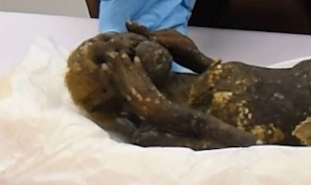 Ιαπωνία: Λύθηκε το μυστήριο της μουμιοποιημένης «γοργόνας»