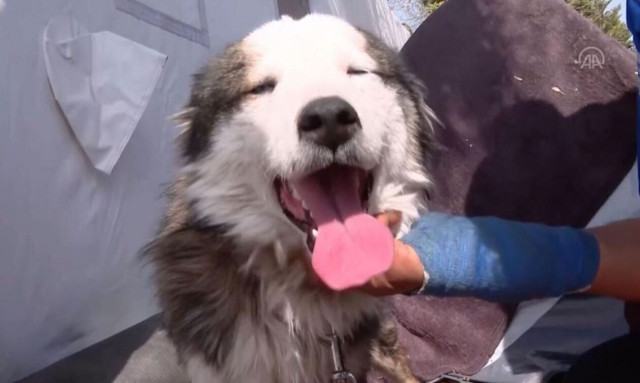 Τουρκία: Σκύλος ανασύρθηκε ζωντανός από τα ερείπια 23 ημέρες μετά τον σεισμό - Βίντεο και εικόνες