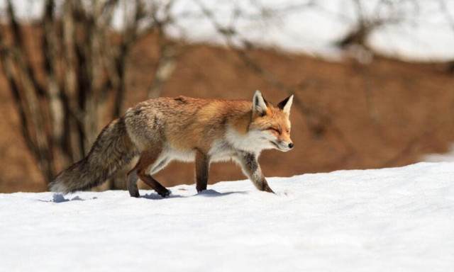 Γαλλία: Νεκρές αλεπούδες από τη γρίπη των πτηνών κοντά στο Παρίσι-Ανησυχία για την εξάπλωση του ιού