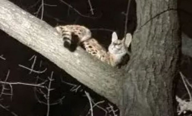 Οχάιο: Αφρικανική αγριόγατα κυκλοφορούσε ελεύθερη - Ήταν θετική στην κοκαΐνη