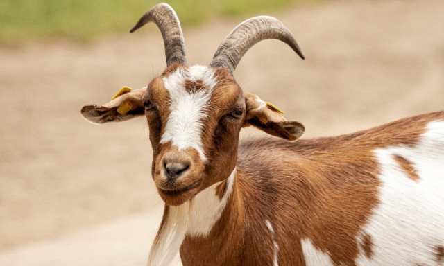 Χανιά: Στο Εφετείο για μια κατσίκα – «Την βρήκαμε μέσα σε λίμνη αίματος»