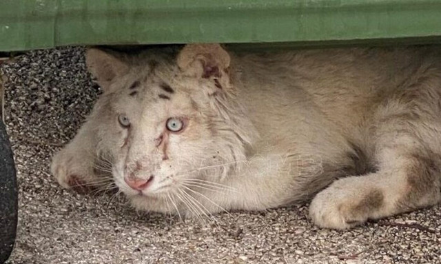 Αττικό Πάρκο: Σε κακή κατάσταση το λευκό τιγράκι