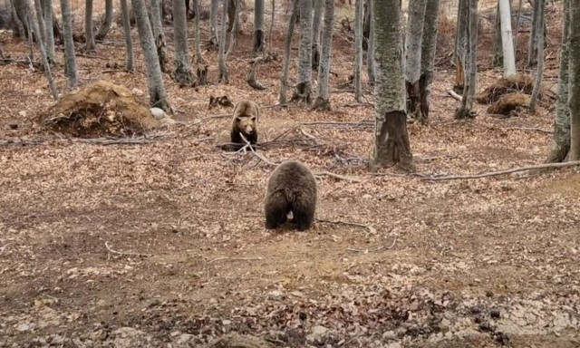 ΑΡΚΤΟΥΡΟΣ: Ξύπνησαν οι αρκούδες στο Κέντρο Προστασίας στο Νυμφαίο