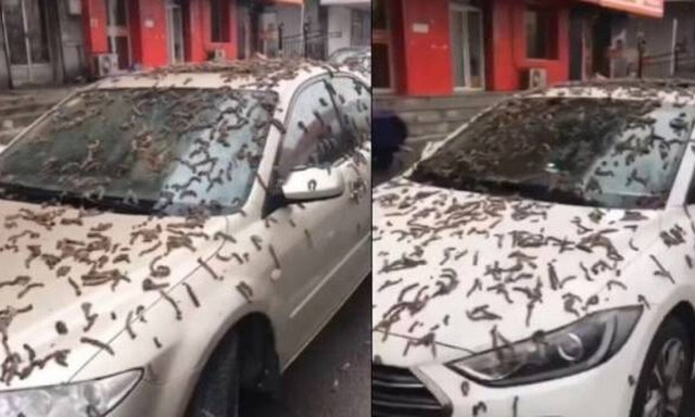 Οι ουρανοί άνοιξαν στη Κίνα αλλά αντί για νερό έριξε φύλλα